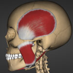 TMJ & Muscles of Mastication TMJ & Muscles of Mastication
