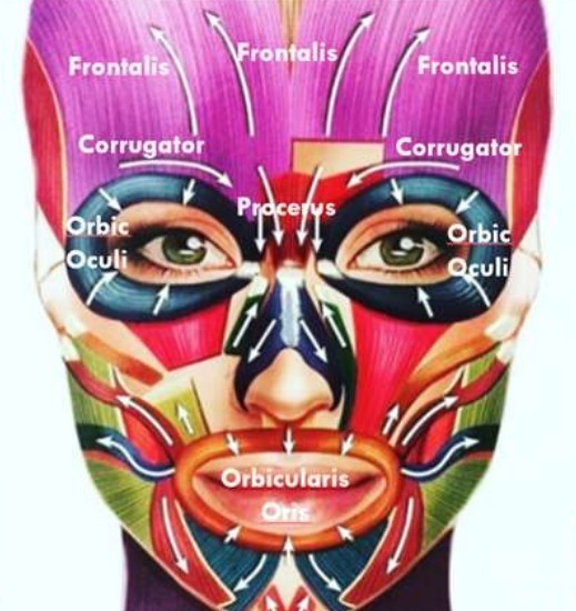 Facial muscle anatomy diagram showing injection sites for cosmetic Botox, Xeomin and Jeuveau at Richmond Dental Spa